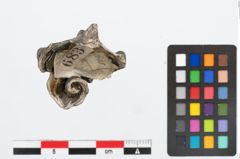 Foto von Meeresschneckengehäuse (NHMW-PRAE-025447)